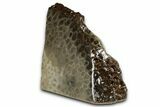 Free-Standing, Petoskey Stone (Fossil Coral) Section - Michigan #357004-2